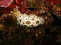 Limace Doris Dalmatien02